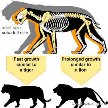 New Discovery on the Mysterious Family Life of Notorious Saber-Toothed Tiger