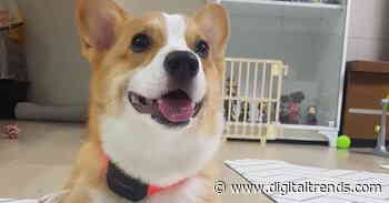 This A.I.-powered collar translates your dog’s barks and body language