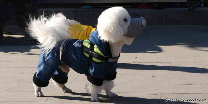 COVID-19 masks for pets spiked 500% during the COVID-19 pandemic. Top vets tell us why animals shouldn't wear one.