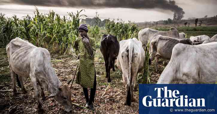Nigeria cattle crisis: how drought and urbanisation led to deadly land grabs