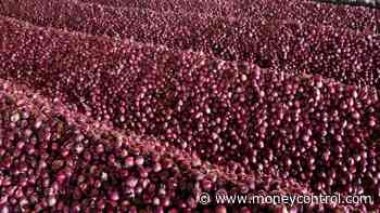 To keep prices in check, govt may procure 50% more onions in FY22: Report