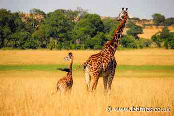 Scientists discover unusual 'dwarf' giraffes in Africa