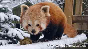 Animals enjoy the snow at Dudley Zoo as it closes to visitors - Dudley News