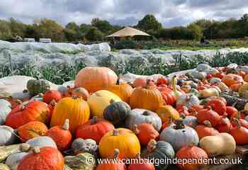 CoFarm grew tonnes of food for community – and faith in market gardens – in first year - Cambridge Independent