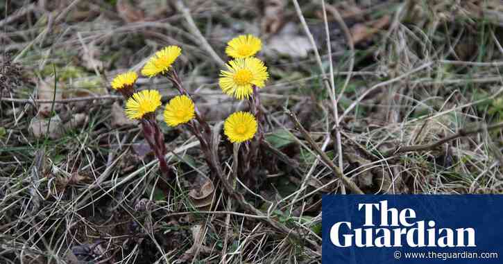 Hardy coltsfoot adorns barren waste grounds: Country diary, 11 January 1921