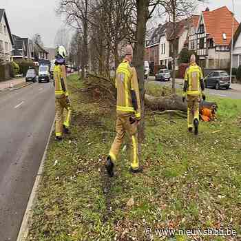 Luxewagen gaat met hoge snelheid van de baan en rukt volledige boom uit in Edegem