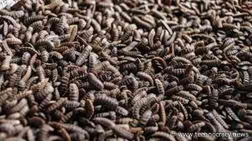 Let ‘Em Eat Bugs: Thanks To ADM, Illinois To Become Home Of World’s Largest Insect Farm
