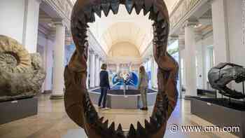 6-foot megalodon shark babies were cannibals in the womb, study says