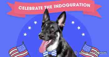 Joe Biden's dog Major to be honored with virtual 'indoguration' party     - CNET