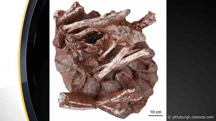 ‘The Rarest Of The Rare’: Carnegie Museum Researchers Assist In Amazing Discovery Of Dinosaur Sitting On Nest Of Fossilized Babies