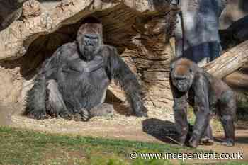 Endangered gorillas at San Diego Zoo test positive for coronavirus