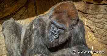 Gorillas at San Diego Zoo test positive for coronavirus     - CNET