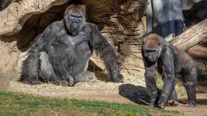 Gorillas in US zoo test positive for Covid-19 in ‘a world’s FIRST’ via suspected human-to-animal transmission