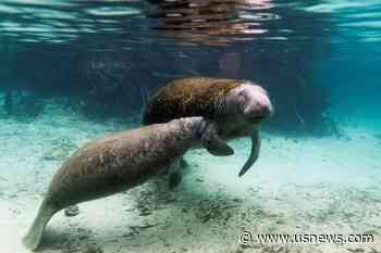 U.S. Officials Probe Abuse of Manatee With 'Trump' Carved Into Its Back: Paper