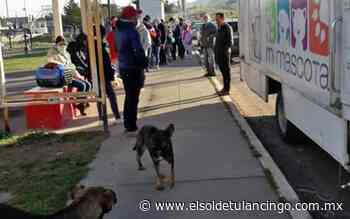 Inicia campaña de esterilización de mascotas en Tulancingo - El Sol de Tulancingo
