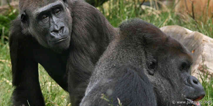 Two Gorillas at San Diego Zoo Test Positive For Coronavirus
