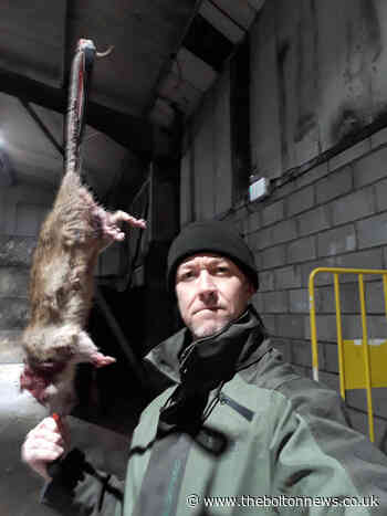 "Huge increase" in rats in Bolton, says local pest controller