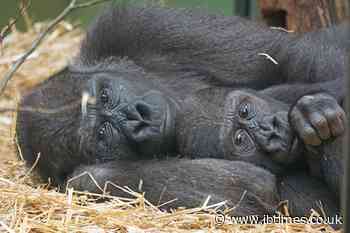 Several gorillas test positive for COVID-19 in San Diego Zoo Safari Park