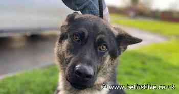 7 rescue dogs in need forever homes - Belfast Live