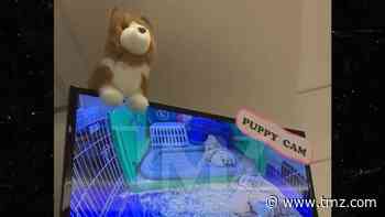 Puppy Live Stream Boosts Nurse Morale at L.A. Hospital Battling COVID