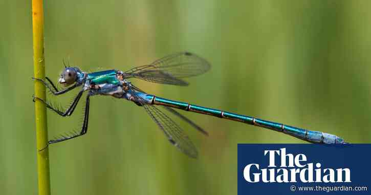 Insect populations suffering death by 1,000 cuts, say scientists