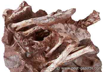Unique dinosaur find researched by Carnegie Museum paleontologists