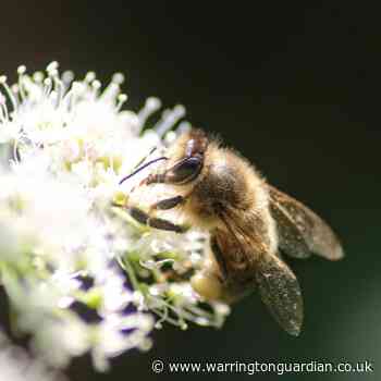 Beekeeping farm with 250,000 honey bees set for expansion