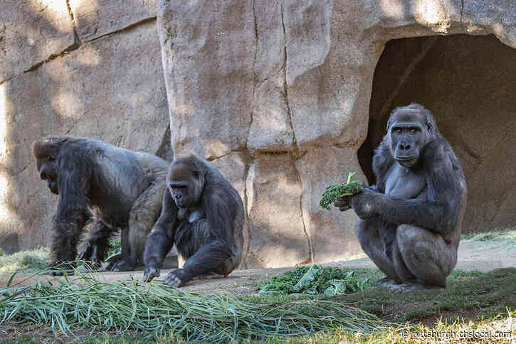 2 Gorillas At San Diego Zoo Safari Park Test Positive For COVID-19, Third Symptomatic