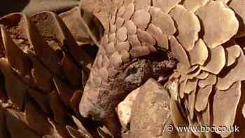 How South African police are tackling pangolin smugglers