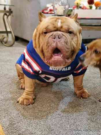 GALLERY: Pets don their Bills gear!