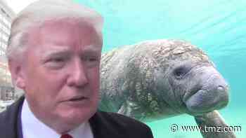 Feds Investigating Manatee with 'TRUMP' Scraped Onto Its Back