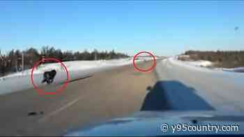Driver Shares Video of 2 Black Wolves Running Along the Highway