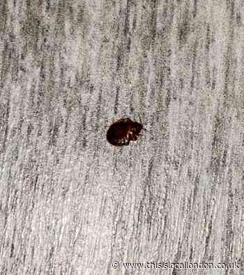 Haringey mum suffers ceiling collapse and bed bugs