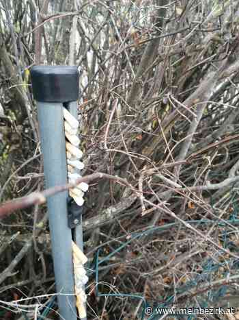 Neunnkirchen: Nach Stadtverschmutzung – Bundesrätin ist für abstrafen - meinbezirk.at