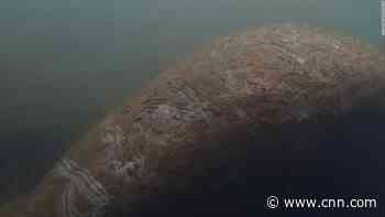 Authorities investigate after 'Trump' found written on manatee's back