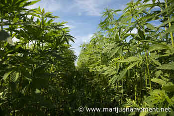 USDA Approves Hemp Regulatory Plans From Rhode Island And Another Indian Tribe - Marijuana Moment