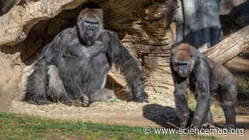 Captive gorillas test positive for coronavirus - Science Magazine