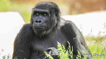 Calgary Zoo takes extra COVID-19 precautions with pregnant gorilla by limiting human contact