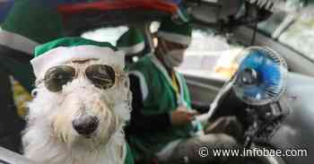 La curiosa historia de Coronel, el perro taxista que ‘transporta’ ciudadanos en Bogotá - Infobae.com
