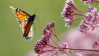 Earth losing roughly 1% to 2% of its insects annually, new studies suggest