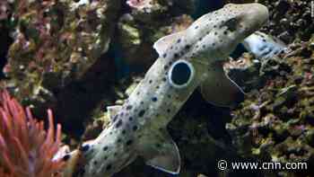 Climate change is making baby sharks smaller, undernourished and exhausted