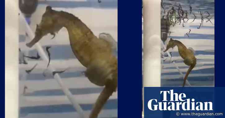 Watch this male seahorse give birth to an army of offspring – video
