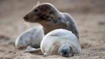 50 countries vow to protect 30% of land and sea by 2030