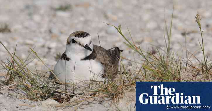 Birdwatch: the Kentish plover – once a scarce migrant, now a real rarity