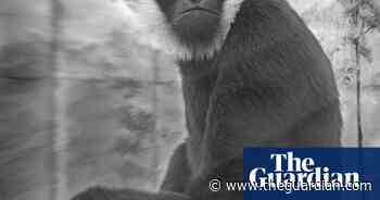 Through the looking glass: Europe's captive primates – in pictures