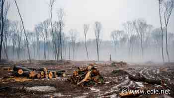 Banks urged to set time-bound targets to tackle deforestation