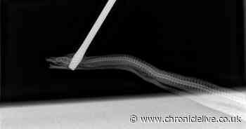 South Shields man jailed after stabbing snake in the head with a screwdriver