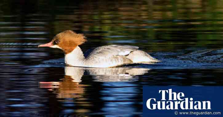 Country diary: monarchs of the canal make a modest midweek treat