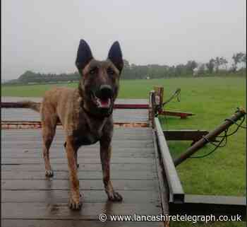 Police dog Koa bites Blackburn abusive drink-driver