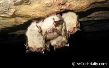 Fatal Attraction: Bats With White-Nose Syndrome Prefer Deadly Habitats Despite the Consequences
